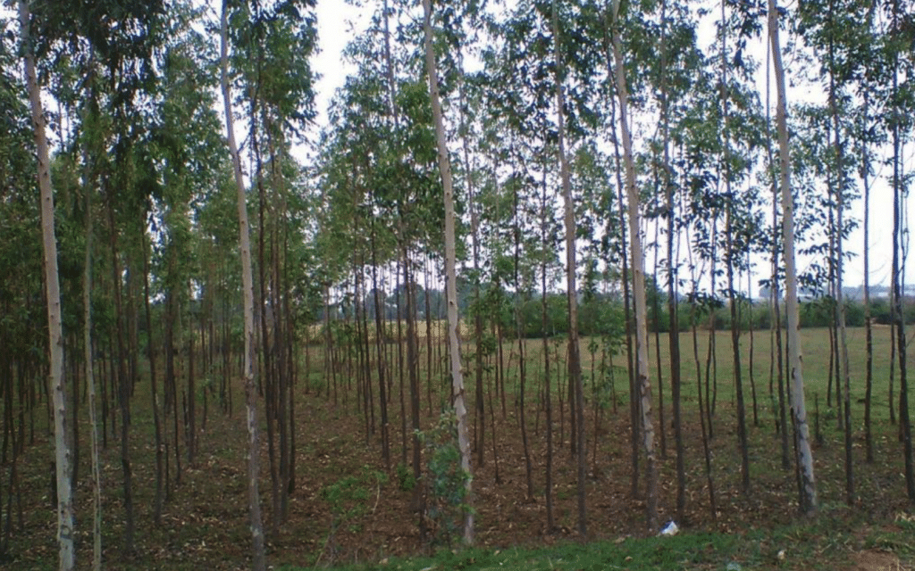 planted forest